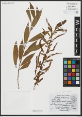 Foto von Salix alba subsp. vitellina (L.) Arcang.